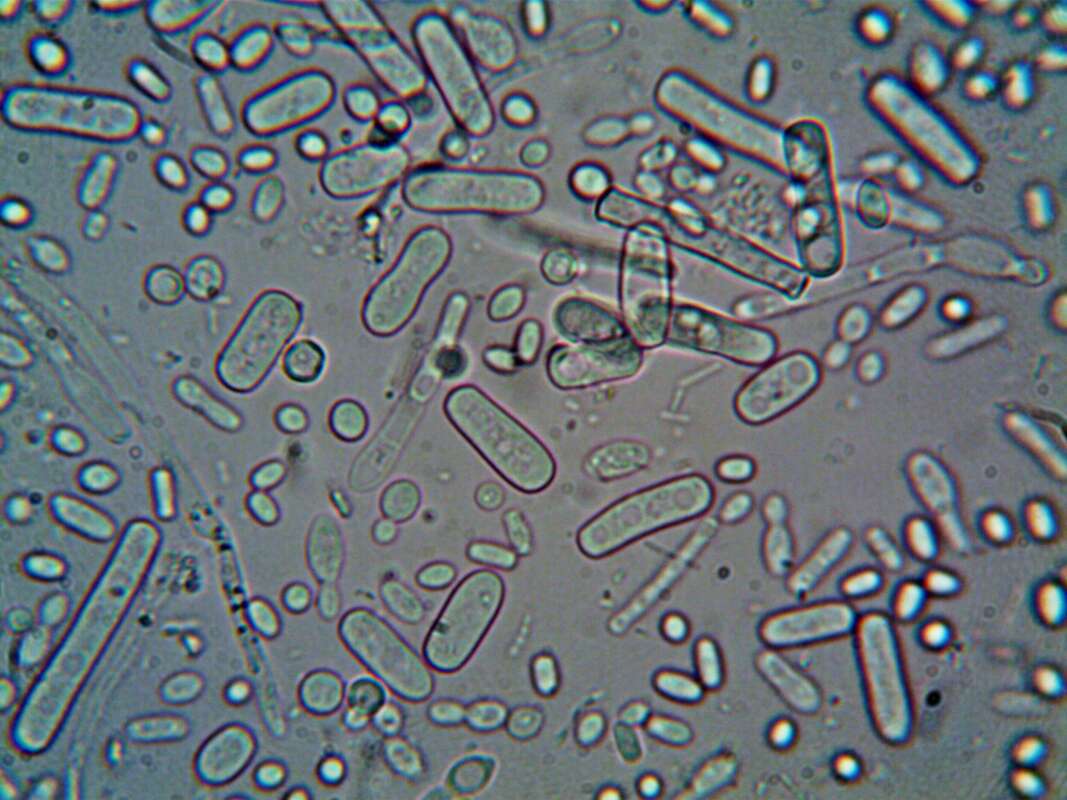 Microben